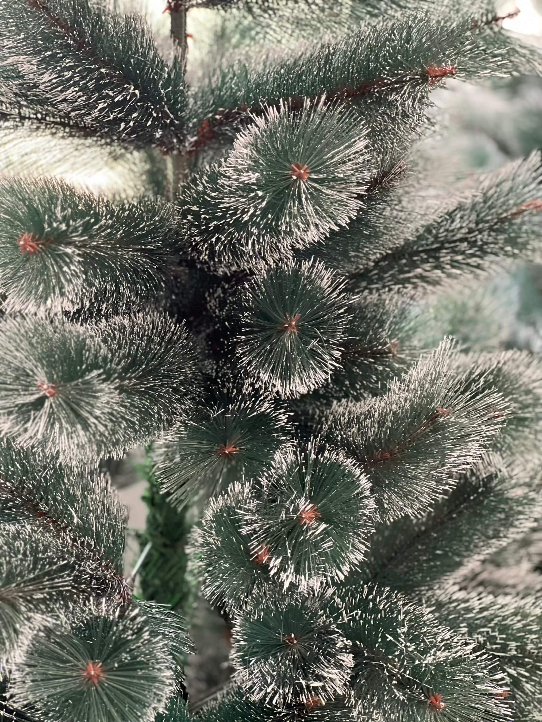 درخت کاج نوک برفی 60 و 90سانت